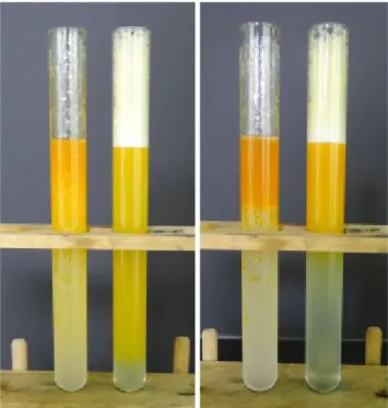 Abb. 4 – Öl in Wasser Emulsionen eine Minute (links) bzw. 20 Minuten nach dem Schütteln (rechts).
