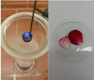 Abb. 1 -  Verbrennung von Schwefel in Sauerstoffatmospäre (links)  und Nachweis von Schwefeldioxid  mittels Rosenblüten (rechts)