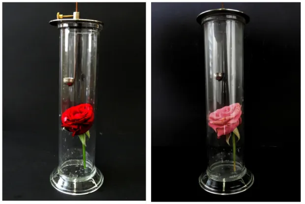 Abbildung 1: Rose vor (links) und nach (rechts) der Reaktion