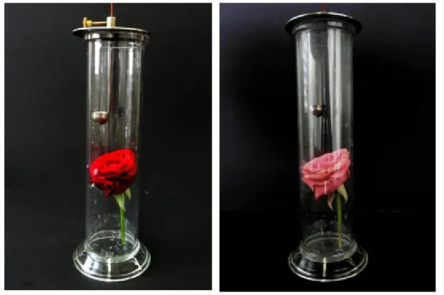 Abbildung 3: Rose vor (links) und nach (rechts) der Reaktion