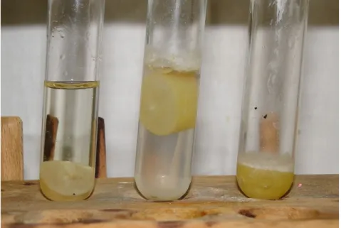 Abbildung 3: V.l.n.r.: Weintraube ohne Zusatz, Weintraube in Wasser, Weintraube in Ethanol nach 3 Tagen.