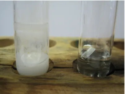 Abb. 5: Reaktion von Wasser mit Calcium (links) und mit Magnesium (rechts).