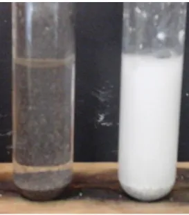 Abb. 3: Reaktion von Magnesium (links) und Calcium (rechts) mit Waser.
