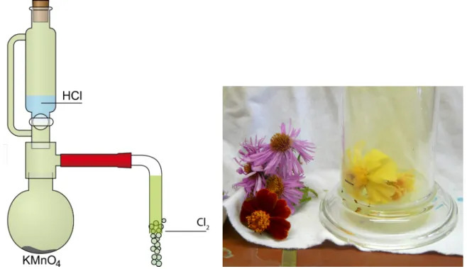 Abb. 5 -  Versuchsaufbau der Chlordarstellung und Vergleich der frischen und gebleichten Blüten