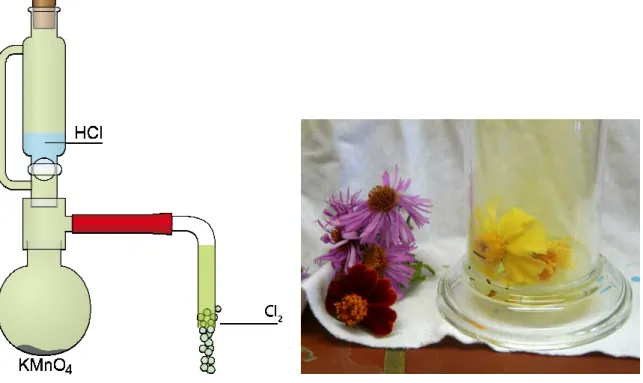 Abb. 5 -  Versuchsaufbau der Chlordarstellung und Vergleich der frischen und gebleichten Blüten