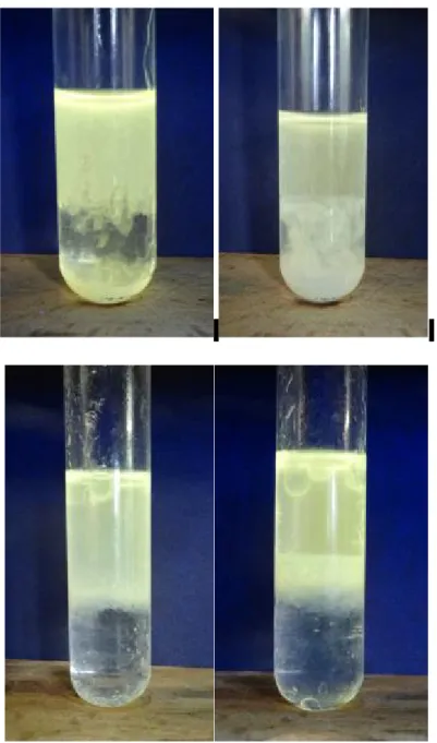 Abb. 2 – Ethanolische Zinkoxid-Nanopartikel-Lösung 1 Minute nach dem Unterschichten mit n-Octan (oben links) und 15   Minuten   nach   dem   Unterschichten   (oben   rechts),   sowie   1   Minute   (unten   links)   und   15   Minuten   nach   dem Untersch