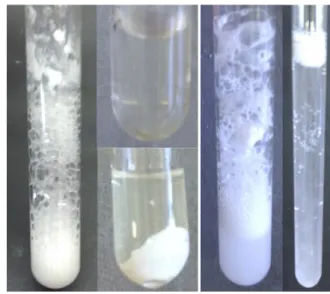 Abb. 7 -  linkes Bild: Lösungsvorgang in Citronensäure-Lsg. (links), Calciumcarbonat vollständig gelöst (rechts oben),  ausgefallener Niederschlag (rechts unten).