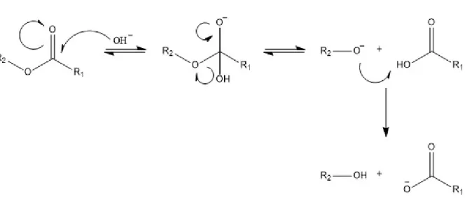 Abb. 6: Mechanismus der alkalischen Esterhydrolyse (allgemein)