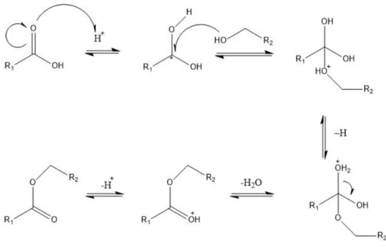 Abb. 7: Mechanismus der säurekatalysierten Veresterung 