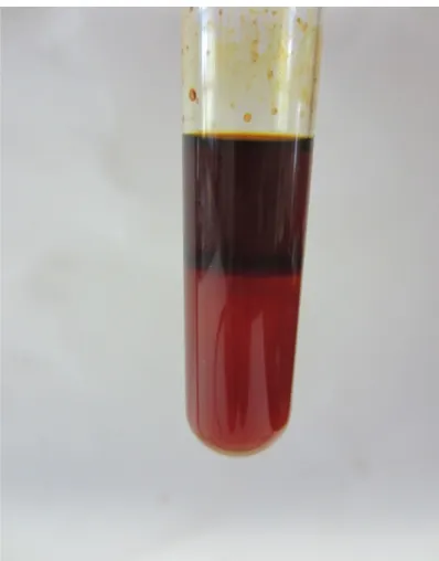 Abb. 9 – Die Violettfärbung zeigt Peroxide an.