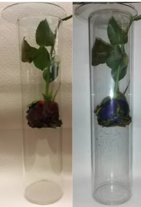 Abbildung 2: Links rote Rose, rechts blaue Rose nach einiger Zeit in Ammoniakatmosphäre.