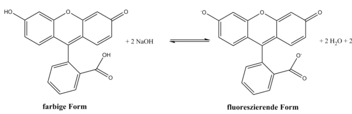 Abb. 4 – Deprotonierung der farbigen Form des Fluoresceins bei Zugabe von Natronlauge.