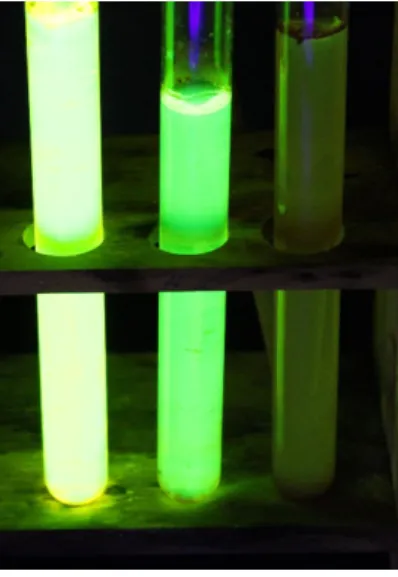 Abb.  1  -     pH-Abhängigkeit   der   Fluoreszenz   (vlnr   Zugabe   von:   Natronlauge, Vergleichsprobe, Salzsäure)