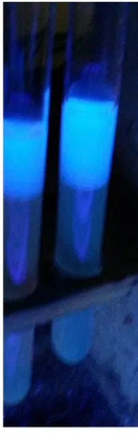 Abb. 4 - Fluoreszenz Thiochrom