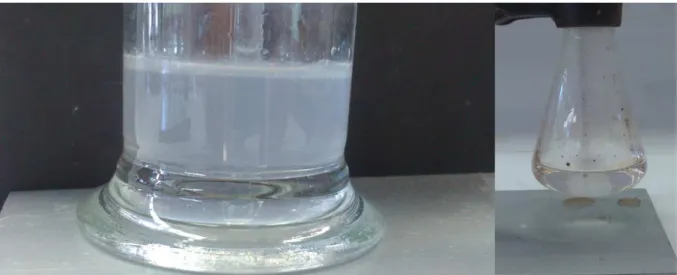 Abb. 5: Links: Trübung des Kalkwassers durch CO 2 , Rechts: Entfärbte Lösung nach der Glucose-Oxidation.