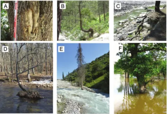 Figure 2.3: Types of botanical evidence to identify paleofloods using tree rings: (A) tree injuries; 