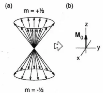 Abbildung 6: Vektormodell für ein Ensemble von Spin-1/2-Kernen im thermischen  Gleichgewicht in einem Magnetfeld B 0  entlang der z-Achse