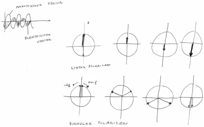 Abbildung 7: Die Zerlegung einer linear polarisierten Schwingung in zwei zirkular  polarisierte Komponenten