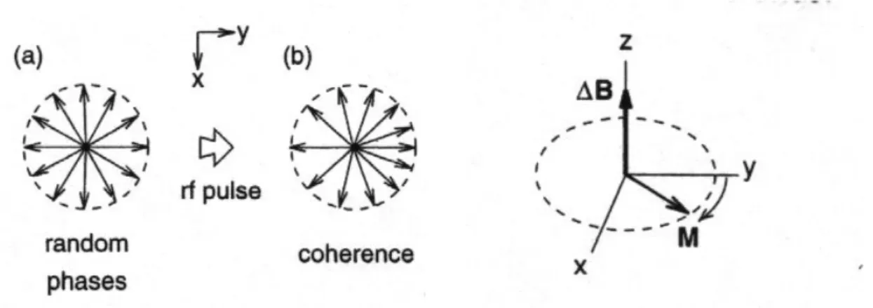 Abbildung 9: Der Effekt eines Radiofrequenzpulses auf die magnetischen Momente der  einzelnen Spins einer NMR-Probe (Wir sehen von z aus auf die Probe)