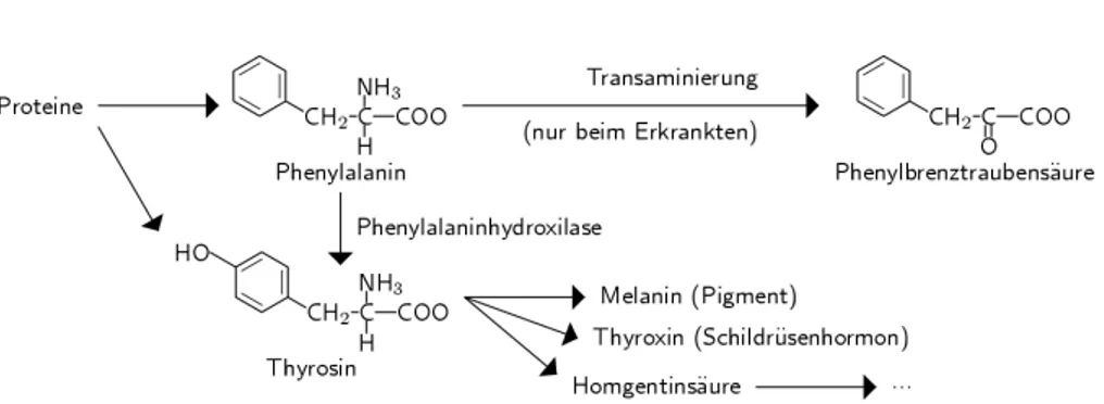 Abbildung 1: Phenylalanin