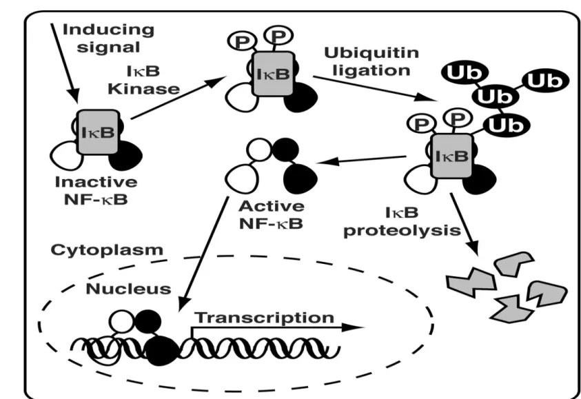 Abbildung nach &#34;http://www.chemistry.sdsu.edu/faculty/Huxford/&#34;, 27.03.06, 15.40 Uhr