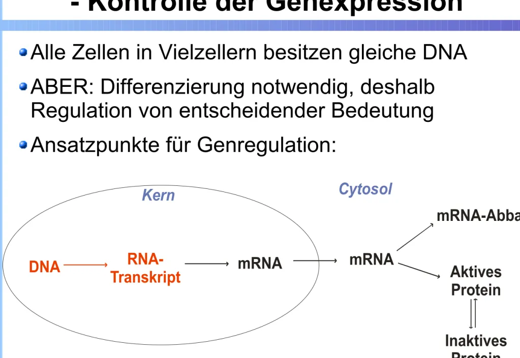 Abbildung verändert nach &#34;Molekulabiologie der Zelle&#34;, Alberts, 2004, Köln, Seite 438