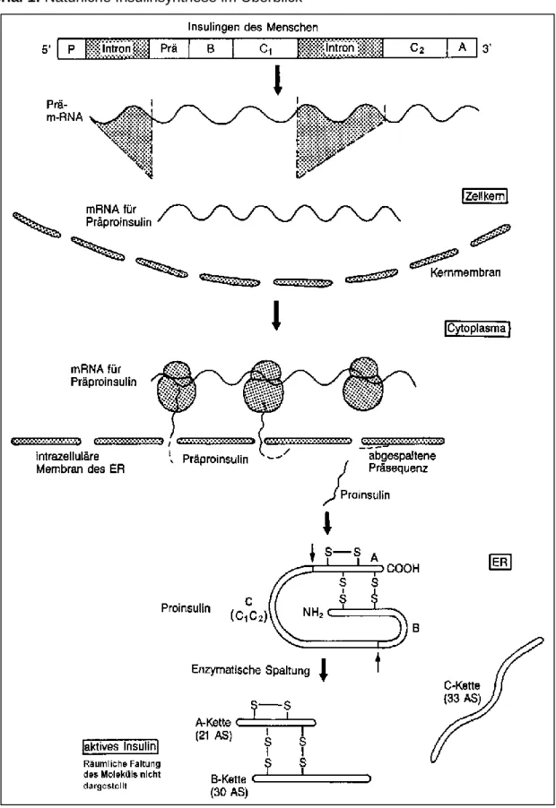 Abb. 1:  Natürliche Insulinsynthese in den ß-Zellen der Bauchspeicheldrüse 2    