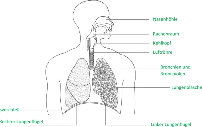 Abb. 1: Darstellung der Atmungsorgane des Menschen 
