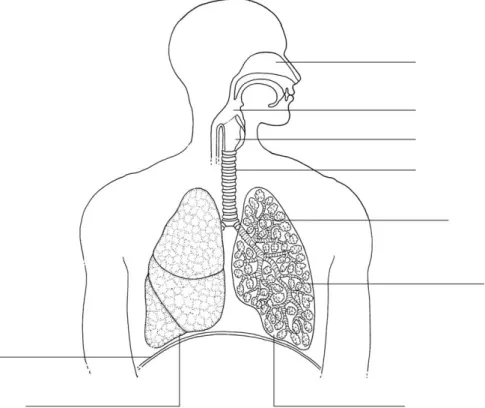 Abb. 1: Darstellung der Atmungsorgane des Menschen 
