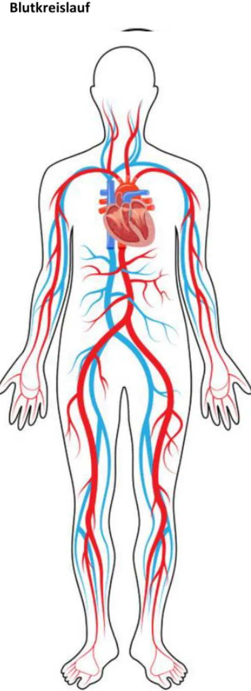 Abbildung 1: Meine Skizze des Blutkreislaufes                   Abbildung 2: grobe Übersicht über den Blutkreislauf 