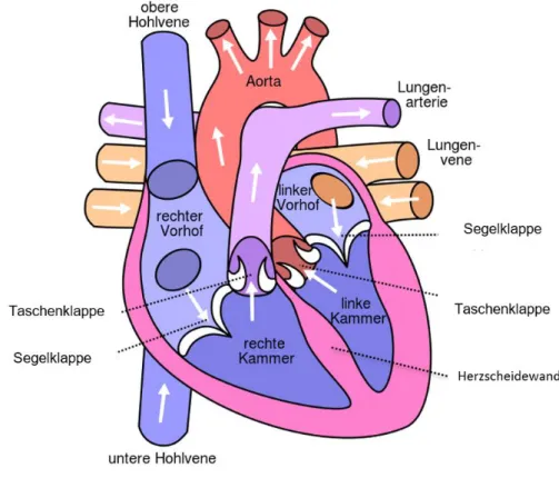 Abbildung 1: Aufbau des Herzens 