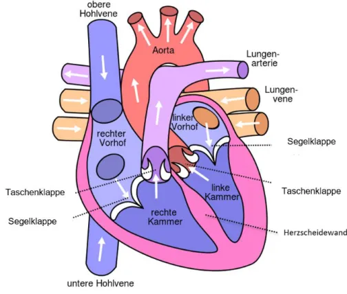 Abbildung 1: Aufbau des Herzens 