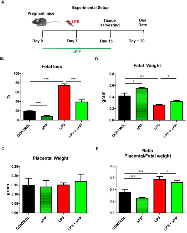 Fig 1. Experimental setup and fetal outcomes after LPS induced insult and synthetic PIF treatment