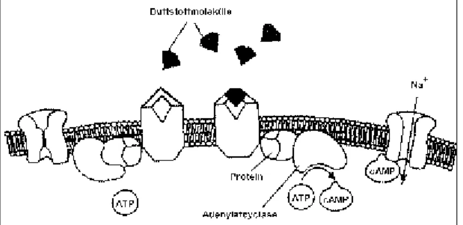 Abbildung  3  stellt  schematisch  die  chemoelektrischen  Vor- Vor-gänge  in  Riechsinneszellen  dar