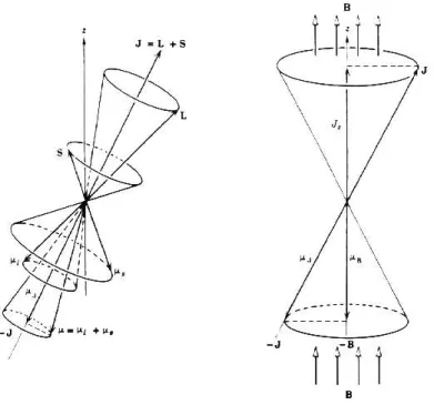 Figure 8: Geometry of the Zeeman eect. On the left, the total dipole moment  precesses around the total angular momentum J 