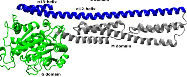 Figure 1: Structure model of mGBP2, which consists of three domains. The G domain is colored in green, the M domain in silver and the E domain in blue.