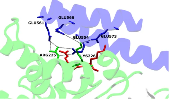Figure 2: Salt bridges between the G domain and the α 12/13-helix of apo -mGBP2 are visualized, as well as possible changes in the holo -state (shown in red)