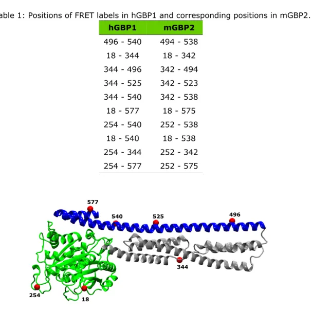 Table 1: Positions of FRET labels in hGBP1 and corresponding positions in mGBP2.