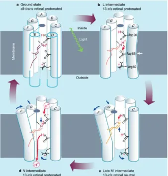 Abbildung 1.7:  Protonenübertragungsmechanismus  in  Bakteriorhodopsin.  Grundzustand  (a)  und  das  