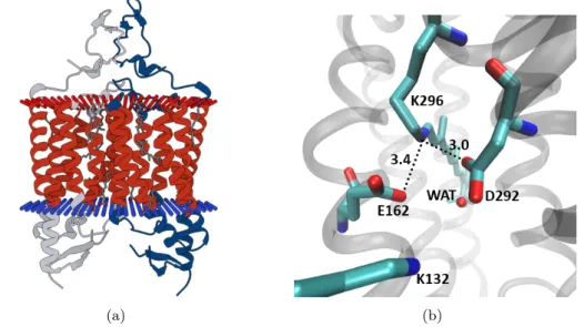 Figure 1.3: (a) C1C2 dimer in a membrane. Figure adopted from pdb.org (b) Residues close to the RPSB terminus in the C1C2 crystal structure.