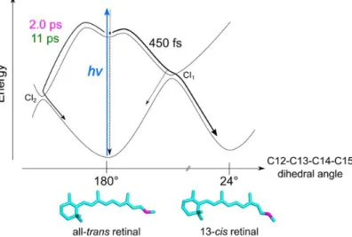 Figure 1.9: Model of excited state reaction dynamics of retinal in C1C2 suggested by Hontani et al