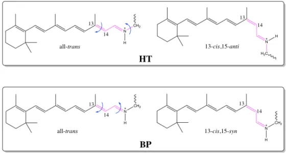 Figure 5.10: Hula-twist (HT) and bicycle-pedal (BP) reaction mechanisms identified in the course of the dynamics simulations
