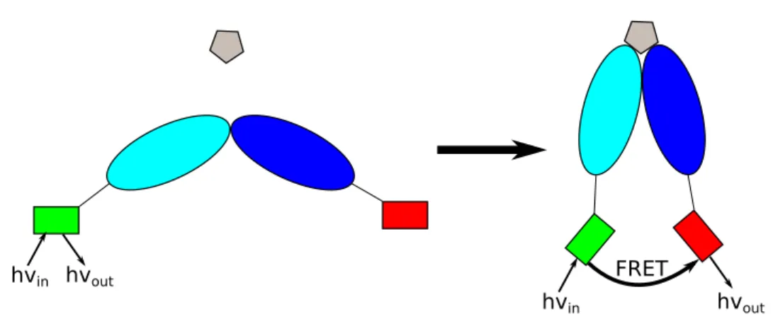Figure 1.5: Example of FRET used for the detection of the structural change of a protein upon substrate binding.