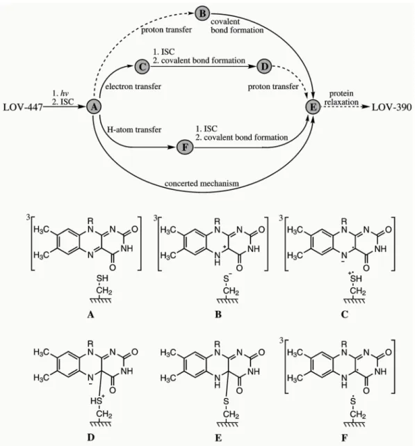 Figure 1.6.: Suggested reaction pathways (top) and intermediates (bottom) of the pho- pho-toadduct (LOV-390) formation in wild-type LOV domains
