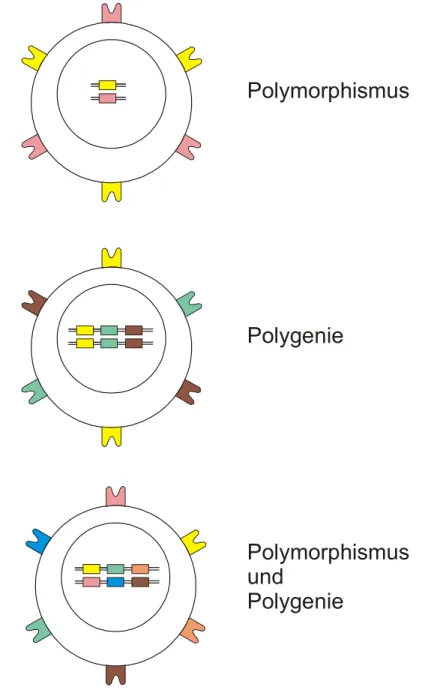 Grafik zur Verdeutlichung der Auswirkungen von Polymorphismus und Polygenie 