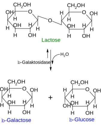 Abb. 21: Aufbau des lac-Operons (Skript)  