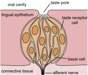 Figure 2.2: Schematic drawing of a taste bud. From Wikipedia, The Free Encyclo- Encyclo-pedia