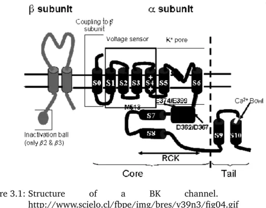 Figure 3.1: Structure of a BK channel. From http://www.scielo.cl/fbpe/img/bres/v39n3/fig04.gif