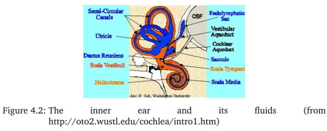 Figure 4.2: The inner ear and its fluids (from http://oto2.wustl.edu/cochlea/intro1.htm)