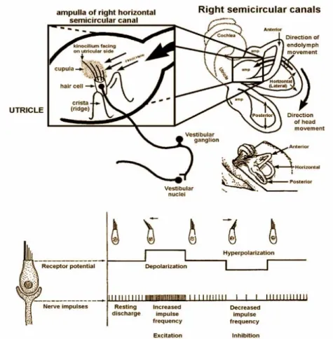 Figure 4.4: From http://www.neuroanatomy.wisc.edu/virtualbrain/BrainStem/13VNAN.html.